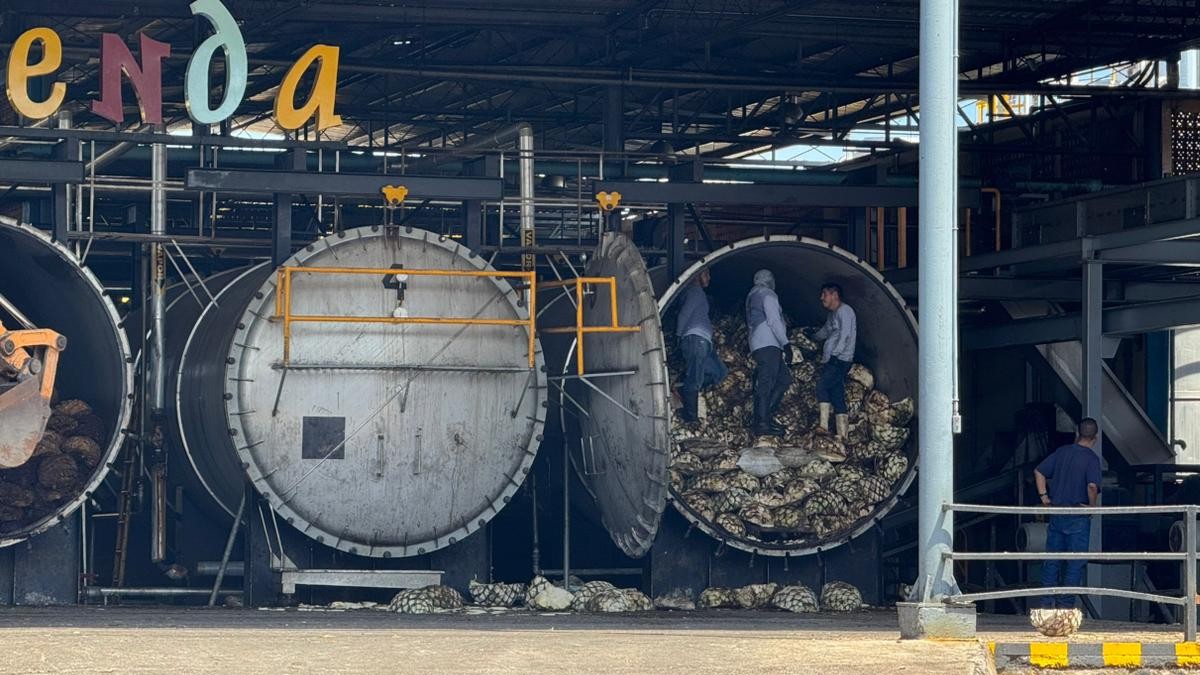 Autoclaves de destilería. Varios trabajadores descargan o inspeccionan grandes pilas de piñas de agave cocidas desde el interior de los hornos industriales.  ¿N Autoclaves de destilería. Varios trabajadores descargan o inspeccionan grandes pilas de piñas de agave cocidas desde el interior de los hornos industriales.  ¿N