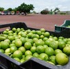 Productores de limón en el estado de Michoacán se han visto afectados por la violencia en el país. Productores de limón en el estado de Michoacán se han visto afectados por la violencia en el país.