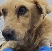 un perro recostado en una cama un perro recostado en una cama