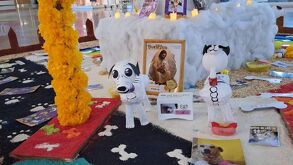 Ofrenda de Día de Muertos dedicada a víctimas de maltrato animal en el municipio de Tehuacán.