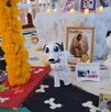 Ofrenda de Día de Muertos dedicada a víctimas de maltrato animal en el municipio de Tehuacán.