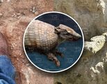 Pie de una persona en terreno donde se halló el fósil de un Gliptodonde en Acatzingo, Puebla.