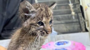 Lince rescatado por la unidad de fauna silvestre de Tlajomulco