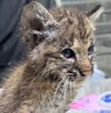 Lince rescatado por la unidad de fauna silvestre de Tlajomulco Lince rescatado por la unidad de fauna silvestre de Tlajomulco