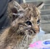 Lince rescatado por la unidad de fauna silvestre de Tlajomulco
