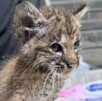 Lince rescatado por la unidad de fauna silvestre de Tlajomulco Lince rescatado por la unidad de fauna silvestre de Tlajomulco