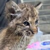 Lince rescatado por la unidad de fauna silvestre de Tlajomulco