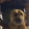 Hombres obligan a perrito a tomar alcohol Hombres obligan a perrito a tomar alcohol