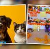 un perro, un gato y una ofrenda para mascotas un perro, un gato y una ofrenda para mascotas