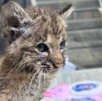 Lince rescatado por la unidad de fauna silvestre de Tlajomulco Lince rescatado por la unidad de fauna silvestre de Tlajomulco