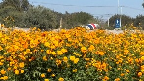 Campos de flores de cempasúchil