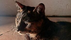 Foto de gato jaspeado.