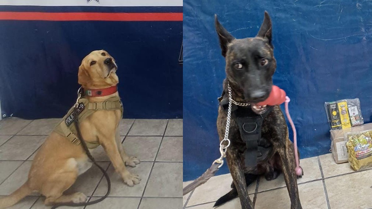Binomios caninos de la Policía de Torreón que encontraron paquetes con sustancias ilícitas. Binomios caninos de la Policía de Torreón que encontraron paquetes con sustancias ilícitas.