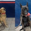 Binomios caninos de la Policía de Torreón que encontraron paquetes con sustancias ilícitas. Binomios caninos de la Policía de Torreón que encontraron paquetes con sustancias ilícitas.