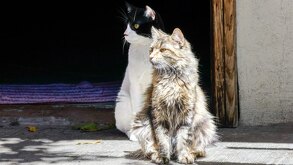 dos gatos sentados un una calle