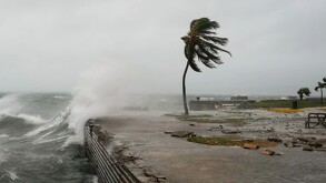Palmera azotada por los vientos y las olas del mar en costa de Kingston en Jamaica ante la llegada del huracán Melissa