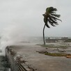 Palmera azotada por los vientos y las olas del mar en costa de Kingston en Jamaica ante la llegada del huracán Melissa Palmera azotada por los vientos y las olas del mar en costa de Kingston en Jamaica ante la llegada del huracán Melissa