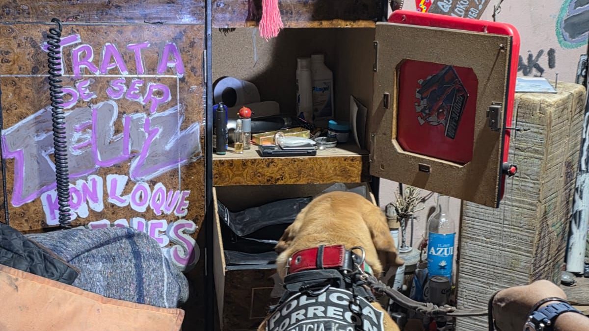 Perro entrenado olfateando cuarto donde se decomisó droga en Torreón Perro entrenado olfateando cuarto donde se decomisó droga en Torreón