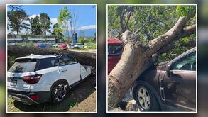 Imágenes de árboles caídos sobre automóviles durante el nortazo que afectó a municipios de Veracruz.