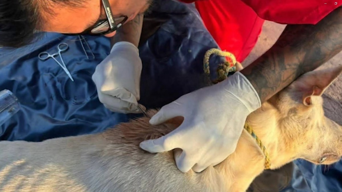 Hombre con una jeringa inyectando a un perro afectado por un gusano en Las Coapas, Veracruz. Hombre con una jeringa inyectando a un perro afectado por un gusano en Las Coapas, Veracruz.