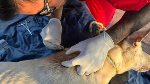 Hombre con una jeringa inyectando a un perro afectado por un gusano en Las Coapas, Veracruz.