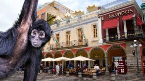 Foto de los portales de la ciudad de Puebla, dónde fue captado un mono araña.