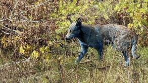 Un perro con el pelaje teñido de un color azul grisáceo camina entre la maleza y arbustos secos. Se asocia a la zona de Chernobyl por las condiciones extremas