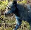 Un perro con el pelaje teñido de un color azul grisáceo camina entre la maleza y arbustos secos. Se asocia a la zona de Chernobyl por las condiciones extremas Un perro con el pelaje teñido de un color azul grisáceo camina entre la maleza y arbustos secos. Se asocia a la zona de Chernobyl por las condiciones extremas