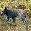 Un perro con el pelaje teñido de un color azul grisáceo camina entre la maleza y arbustos secos. Se asocia a la zona de Chernobyl por las condiciones extremas Un perro con el pelaje teñido de un color azul grisáceo camina entre la maleza y arbustos secos. Se asocia a la zona de Chernobyl por las condiciones extremas