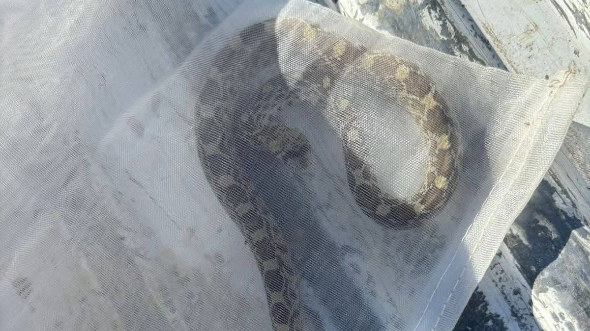 Serpiente encontrada al interior de una vivienda en San Pedro, Coahuila. Serpiente encontrada al interior de una vivienda en San Pedro, Coahuila.