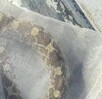 Serpiente encontrada al interior de una vivienda en San Pedro, Coahuila. Serpiente encontrada al interior de una vivienda en San Pedro, Coahuila.