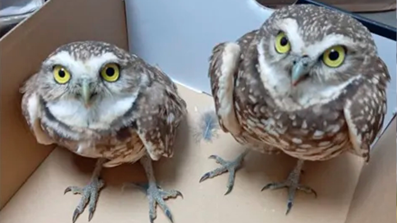 Protección Civil de Escobedo rescató en menos de dos horas a un gato atrapado en un árbol y a dos búhos heridos en distintas colonias del municipio.