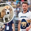Aaron Ramsey no reportó con la Selección de Gales en la actual Fecha FIFA debido a una lesión, por lo que ahora ocupa su tiempo para buscar a su mascota. Aaron Ramsey no reportó con la Selección de Gales en la actual Fecha FIFA debido a una lesión, por lo que ahora ocupa su tiempo para buscar a su mascota.