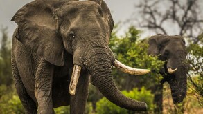 Elefantes adultos salvajes con plantas y naturaleza de fondo en su hábitat natural