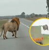 León escapando de una camión en Sudáfrica y saltando a la carretera en medio de automóviles León escapando de una camión en Sudáfrica y saltando a la carretera en medio de automóviles