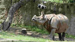 Rinoceronte indio con vegetación al rededor dentro de su refugio en el Zoológico de Guadalajara