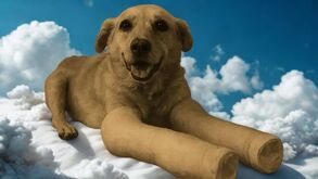 Huesitos, el perro que ahora inspiró un cortometraje que busca crear conciencia sobre el maltrato animal.