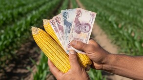 Primer plano de unas manos que sostienen dos mazorcas de maíz amarillo y varios billetes de 500 pesos mexicanos sobre un campo de cultivos verdes, simbolizando