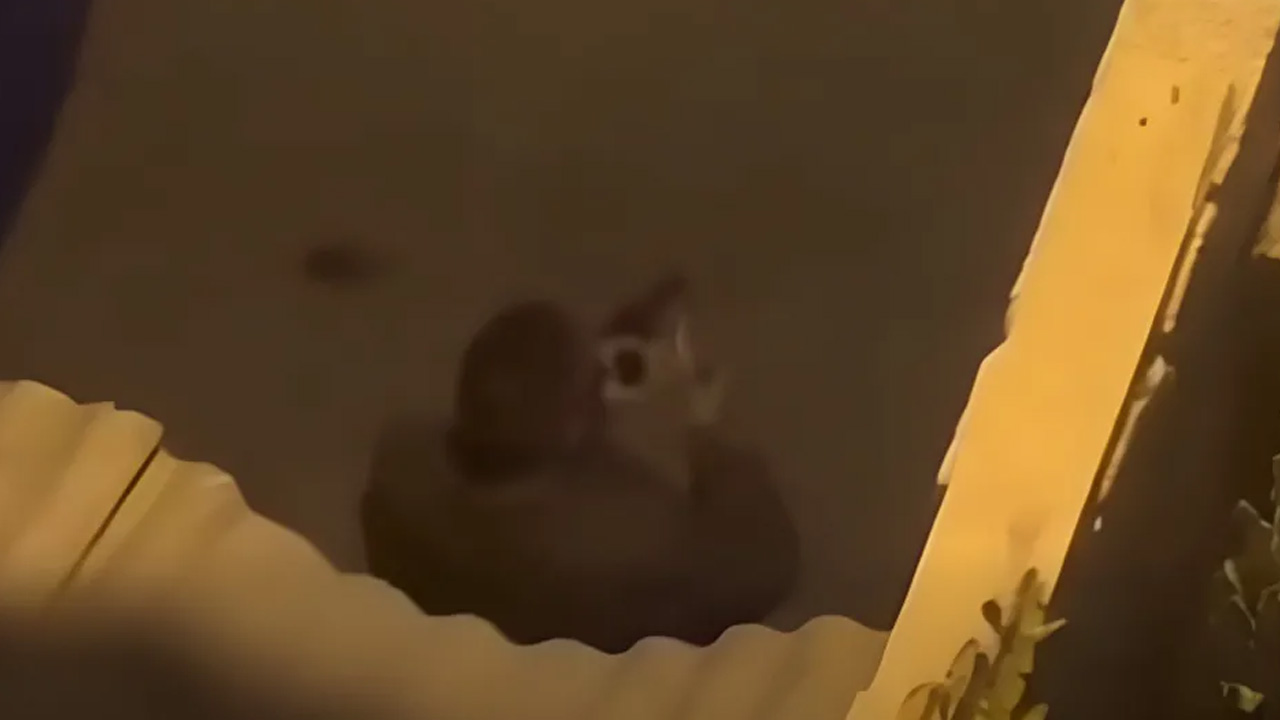 El creador de contenido y presunto guardia “El Custodio” asesinó a tres personas y lesionó a una en Acolman, Edomex.