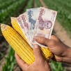 Primer plano de unas manos que sostienen dos mazorcas de maíz amarillo y varios billetes de 500 pesos mexicanos sobre un campo de cultivos verdes, simbolizando