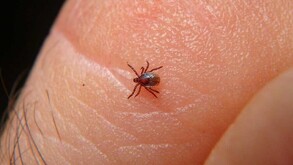 Garrapata que transmite Rickettsia, enfermedad que presuntamente cobró la vida de una niña en Gómez Palacio.