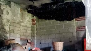 Murciélagos magueyeros comiendo