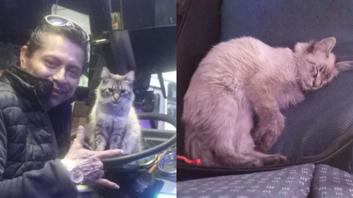 Zafiro, el gato que se hizo viral por trabajar como cobrador junto a su compañero chofer en la ruta Morados JBS.