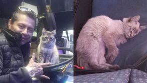 Zafiro, el gato que se hizo viral por trabajar como cobrador junto a su compañero chofer en la ruta Morados JBS.