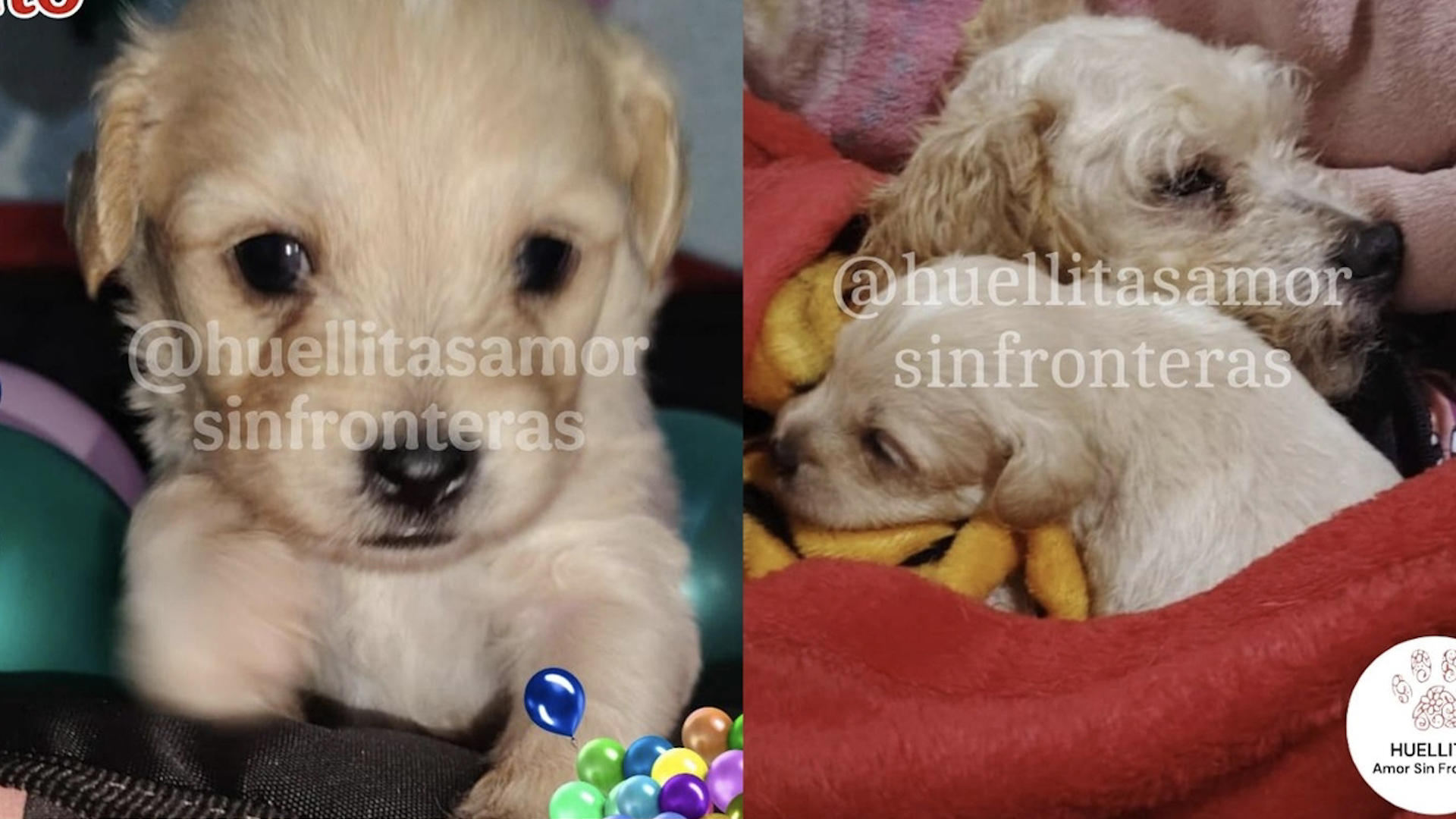 El refugio 'Huellitas, Amor Sin Fronteras' toma el cuidado de los perritos rescatados tras la explosión en el Puente de la Concordia.