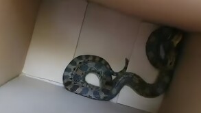 La serpiente fue capturada y puesta en una caja de cartón.