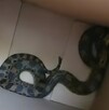 La serpiente fue capturada y puesta en una caja de cartón.