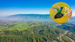 Vista aérea de una de las colinas en la reserva de Manantlán con cielo azul de fondo y áreas cubiertas de naturaleza. Imagen de un colibrí a un lado