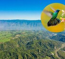 Vista aérea de una de las colinas en la reserva de Manantlán con cielo azul de fondo y áreas cubiertas de naturaleza. Imagen de un colibrí a un lado