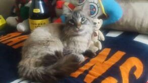 Zafiro gato cobrador de Los Morados en su casa, luego de su desaparición.